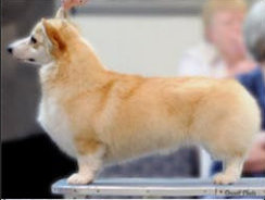 GAYLORD’S GUESS WHO’S COMING T’DINNER