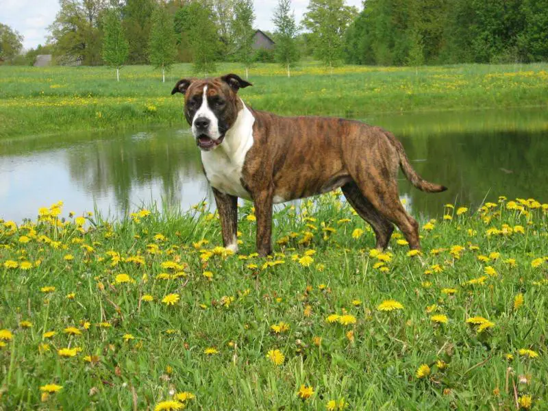 Amber Baltic Bella Donna
