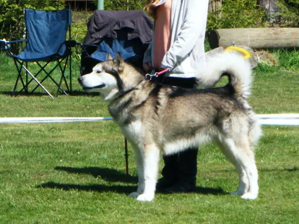 Chugach´s Veikko Varg