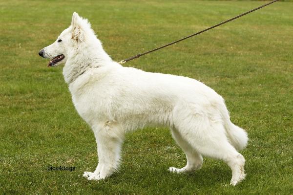 Venetion Girl Of Haely's Future