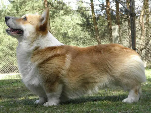 CH Zoltar Kusy Regalia