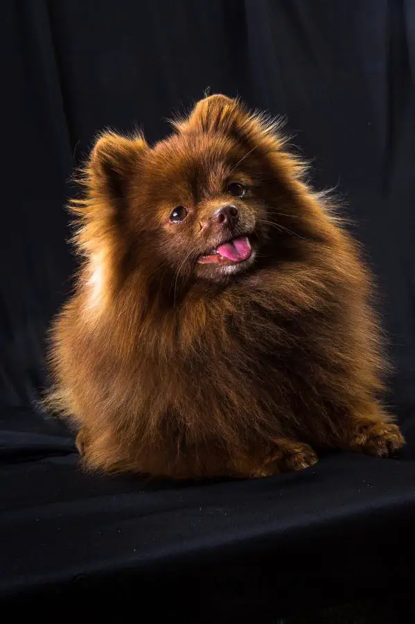 Ruff Tuff Coco Puff Boy