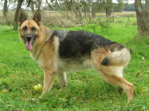 elka de la dalle de cindais