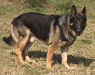 Bauernhoffen's Emperor Wu