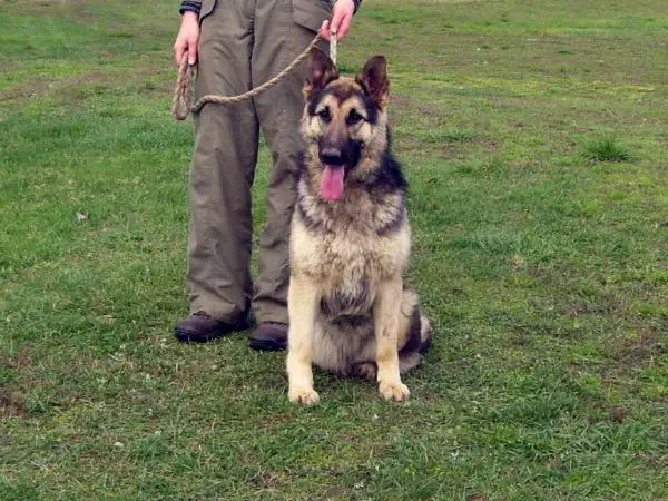 Hurkatöltési Riccia