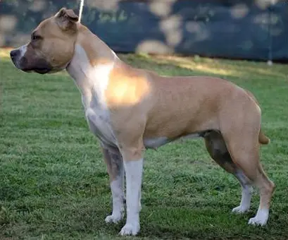 Rockabilly's Viva Las Vegas