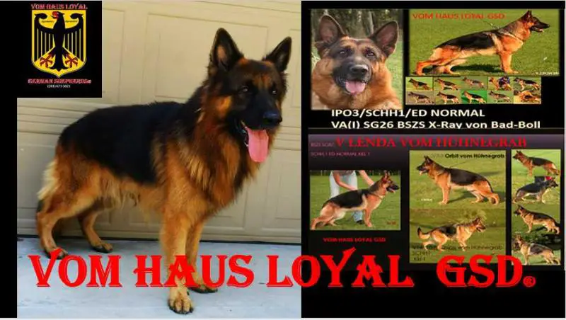 Zues vom haus loyal gsd