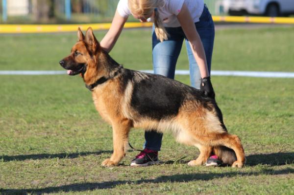 JCHRUS, CHRUS, CHRKF Kalipsa von Armenikum