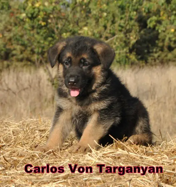 Carlos  von targanyan