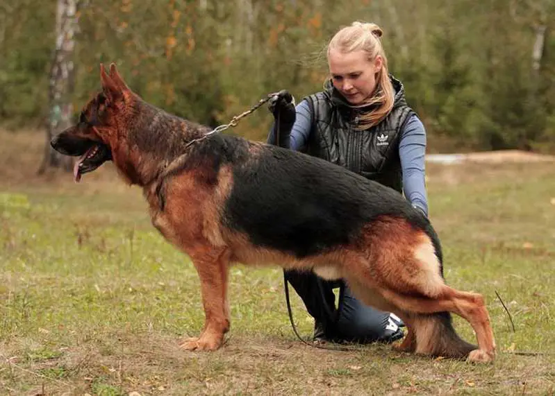 V2 (CC),JCh RSVNO,JCh RSLNO, JCh SKK, JCh RUS,Ch RUS, Ch RKF Arras team Zabershof