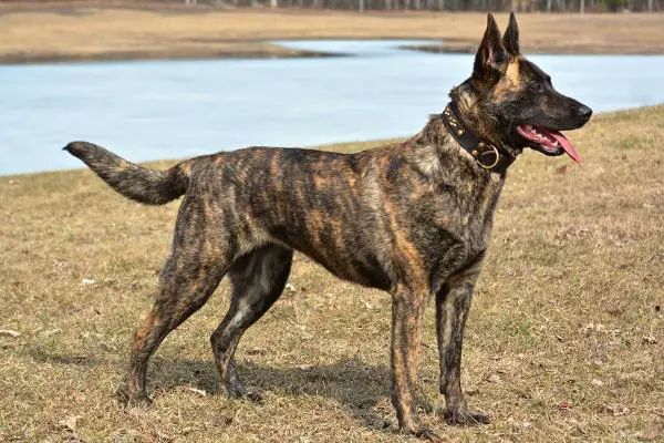 UKC ROM-X NGRCH RBISS RBIMBS GRCH Cher Car's Some Like It Hot