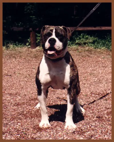 wishbone's Todd jr