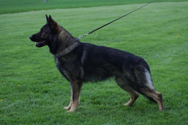 SG Nox vom Hexensturm