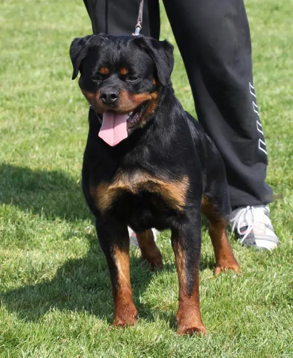 Sparta Haus of Lazic