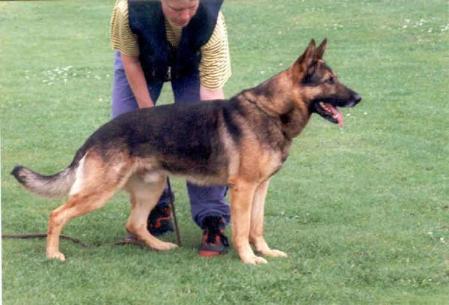 SG Tecumseh vom Jacobiner Schloß