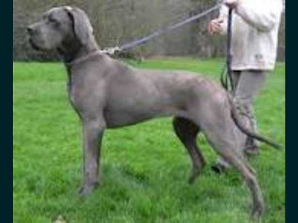 Bellissima des Terres de la Rairie