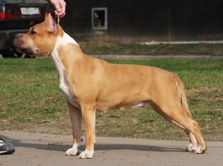 CH RUSSIA Unika For Asti dog house