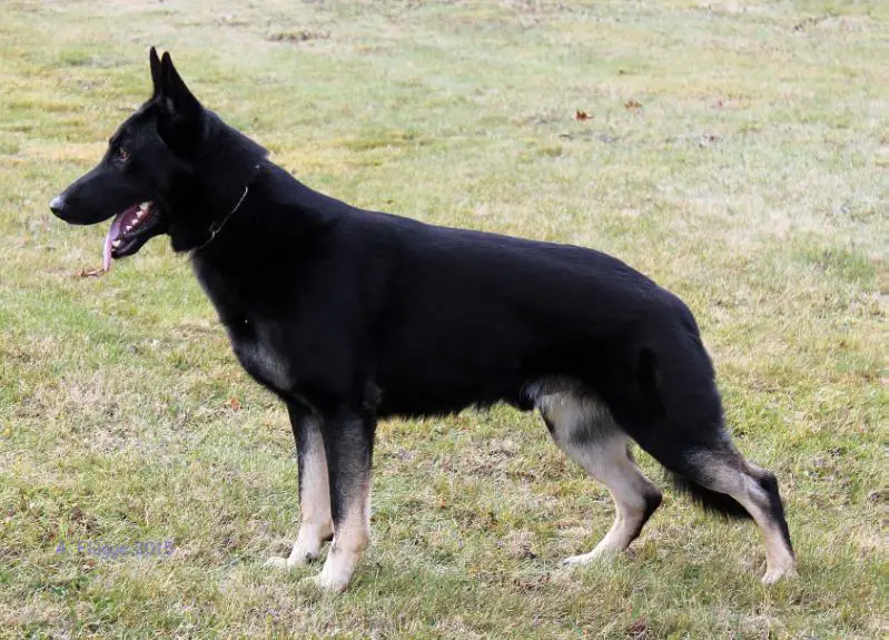 SG Elvis vom Mack-Zwinger