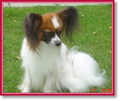 Haremet's Breaking The Waves