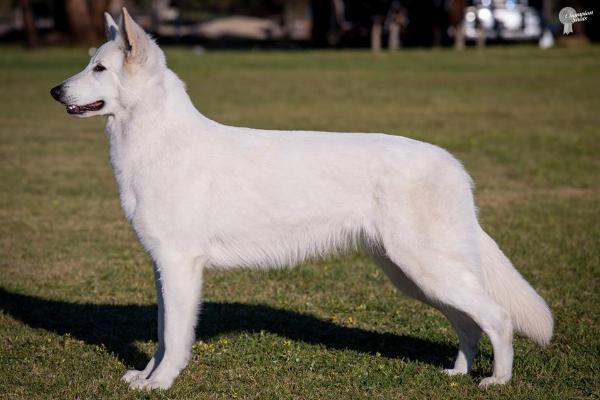 AUSTRALIAN GRAND CHAMPION Andesyn In For A Penny (AI)