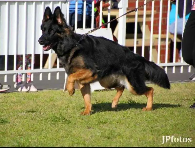 Aust Ch. Neut Ch. Morekos Bejewelled