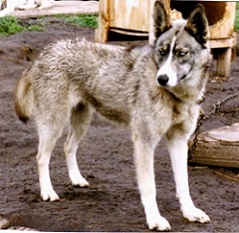 Ubee Of Sepp-Alta 98.20