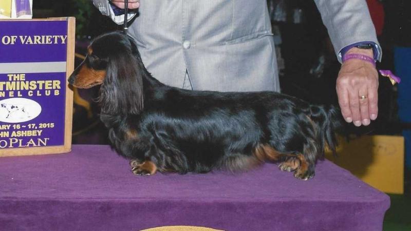 BISS GCH Jt's Midnight Incandescences ML