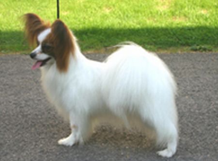 Lynlight Angel of Ringlands