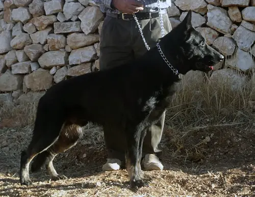 Orwell z Noveho Draka