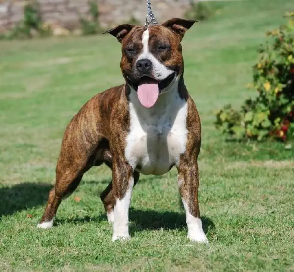 Genius Ast Ghost rider