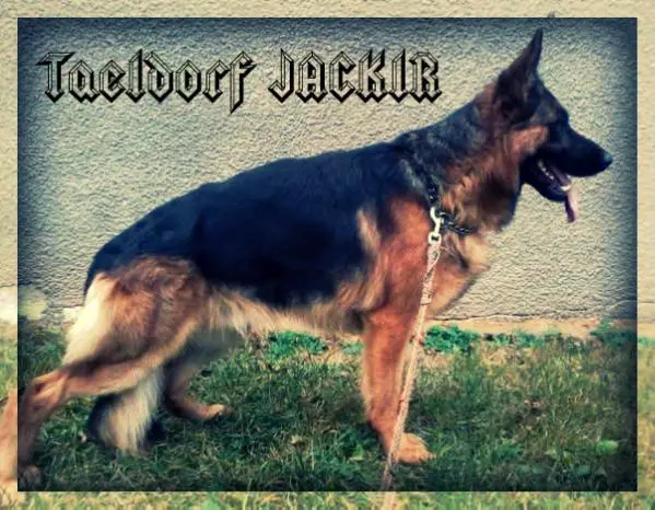 CACIB, CAC, BOB Taeldorf Jackir