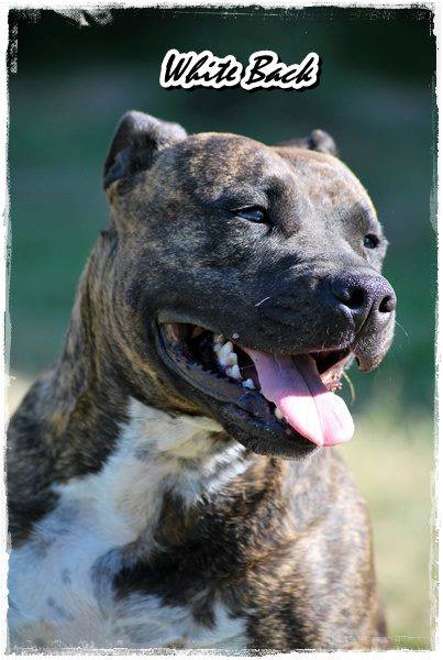 Rixendis Tribale Bea Luna