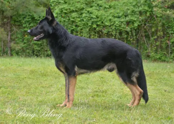 Bayou Gator Vom Gator Land