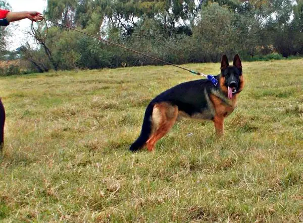 SG Jack Von Haus Stoica