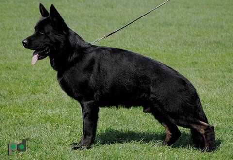 V Asgard von Pike's Spirit