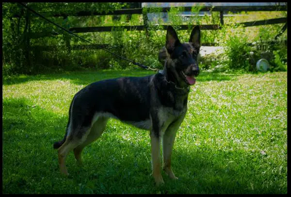 SG Nike vom Talka Marda