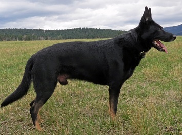 Zoot Of Sapphire Mountain