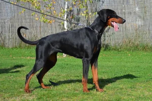 Bazille vom hexenzauber