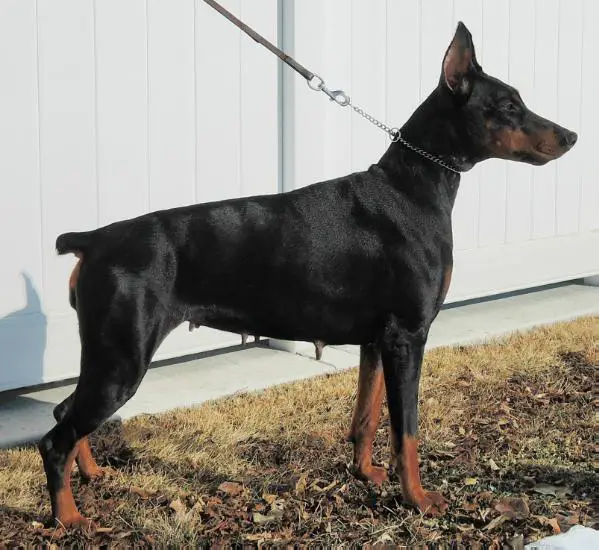 Kimbertal's Anya Belle