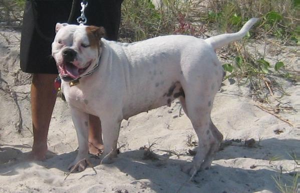 Johnston's Oneshot Kimber