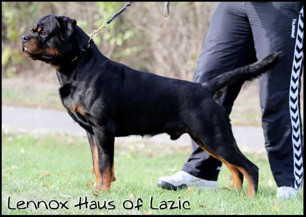 10 Countries Champion Lennox Haus of Lazic