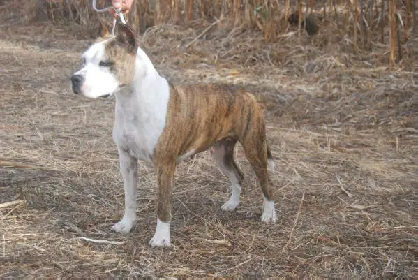 Ciserón Vega Sicilia