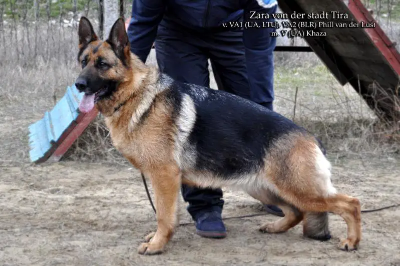 Zara von der stadt Tira
