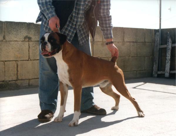 Butch of Major at Yellowstone