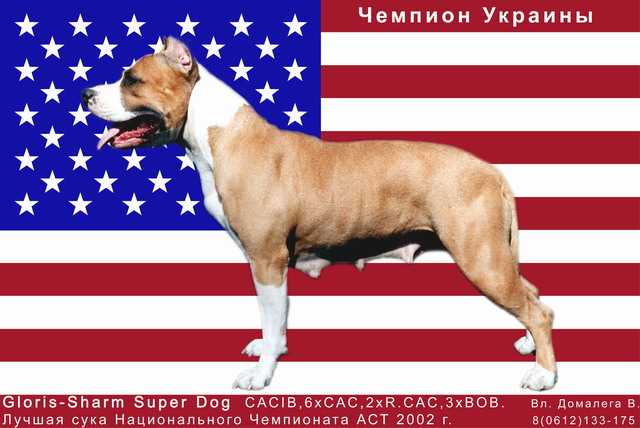 Gloris-Sharm Super Dog