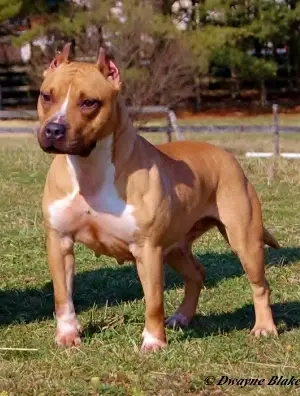 UKC GRCH GMJ Fineline Another Gem Of Bullrun