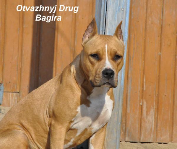 Otvazhnyj Drug Bagira