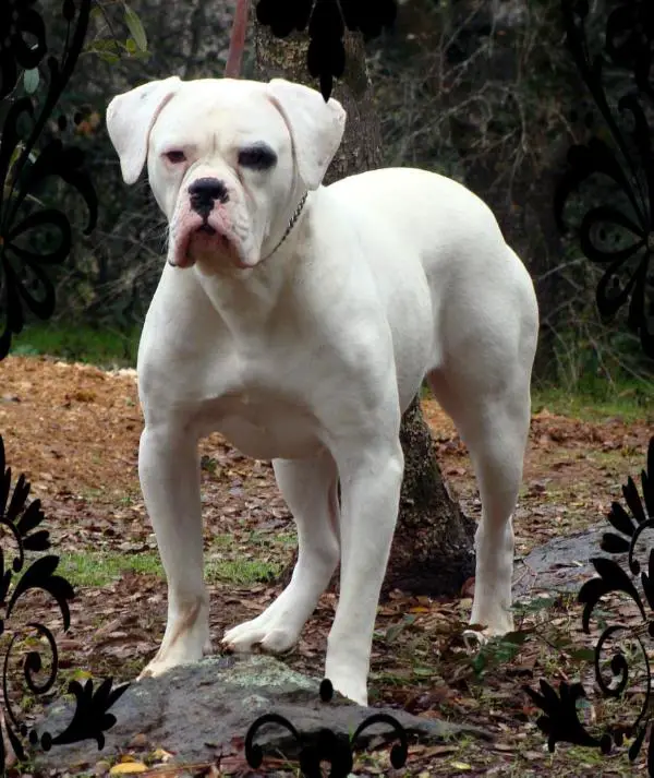 FREI'S HONEY OF BRAY'S