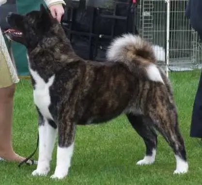 Kitsune Pussy Galore