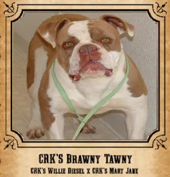 CRK's Brawny Tawny